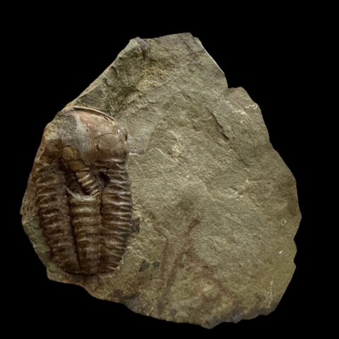 Trilobit Ellipsocephalus hoffi – Jince, ČR