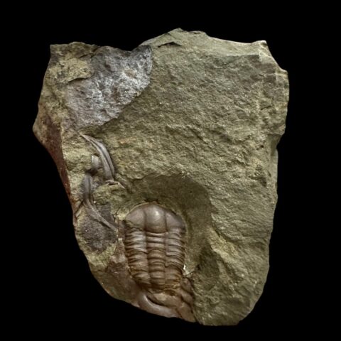 Trilobit Ellipsocephalus hoffi – Jince, ČR