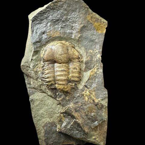 Trilobit Ellipsocephalus hoffi – Jince, ČR