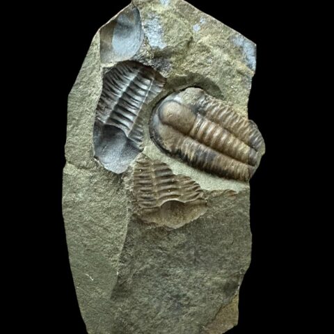 Trilobit Ellipsocephalus hoffi – Jince, ČR
