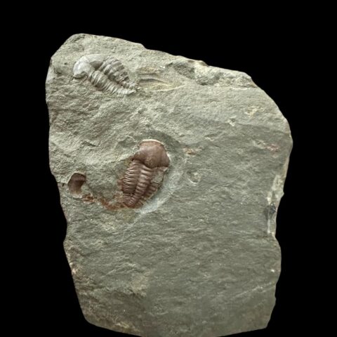 Trilobit Ellipsocephalus hoffi – Jince, ČR