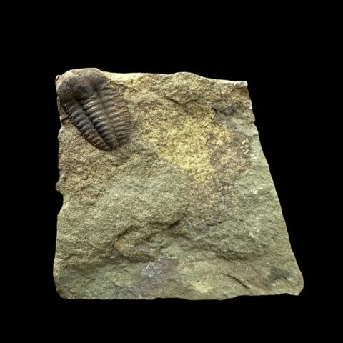 Trilobit Ellipsocephalus hoffi – Jince, ČR