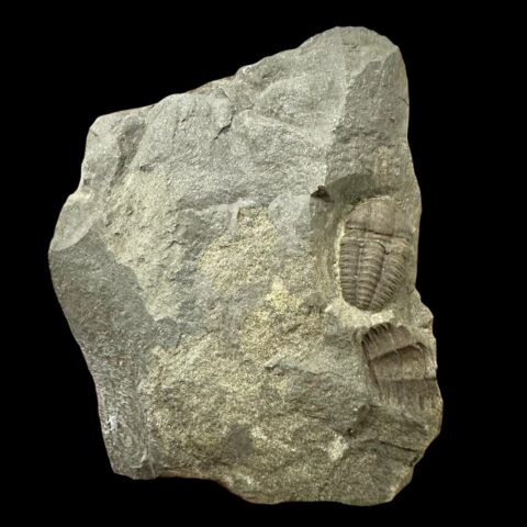 Trilobit Ellipsocephalus hoffi – Jince, ČR
