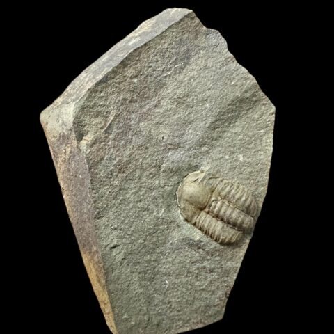 Trilobit Ellipsocephalus hoffi – Jince, ČR