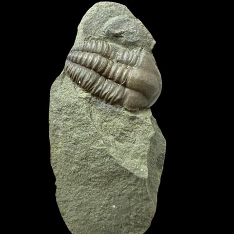 Trilobit Ellipsocephalus hoffi – Jince, ČR