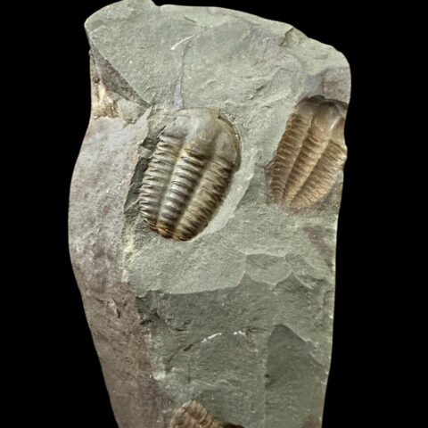 Trilobit Ellipsocephalus hoffi – Jince, ČR