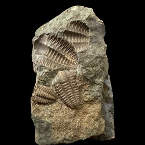 Trilobit Ellipsocephalus hoffi – Jince, ČR