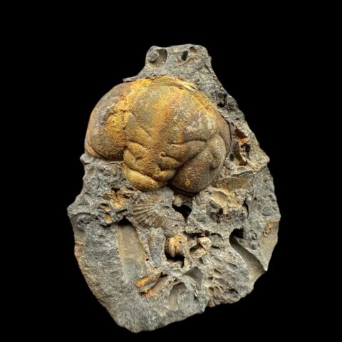 Trilobit Ormathops atavus – Mýto u Rokycan, ČR
