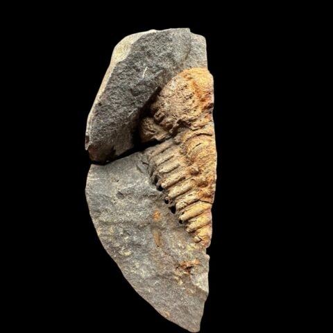 Trilobit Placoparia cambriensis – Mýto u Rokycan, ČR