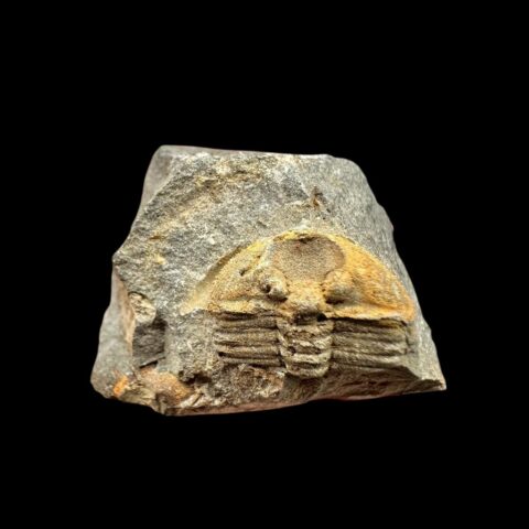 Trilobit Trinucleoides reussi – Mýto u Rokycan, ČR