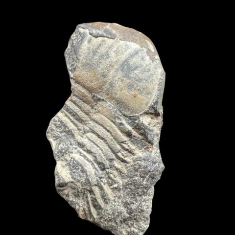 Trilobit Ectillaenus katzeri – Mýto u Rokycan, ČR