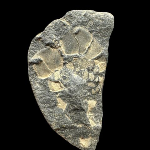 Karpoid Mitrocystites – Mýto u Rokycan, ČR