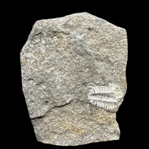 Trilobit Acanthalomina minuta – Kosov, ČR