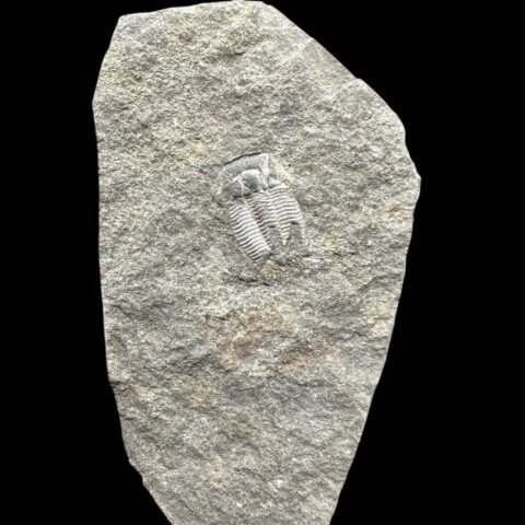 Trilobit Harpidella misera – Kosov, ČR