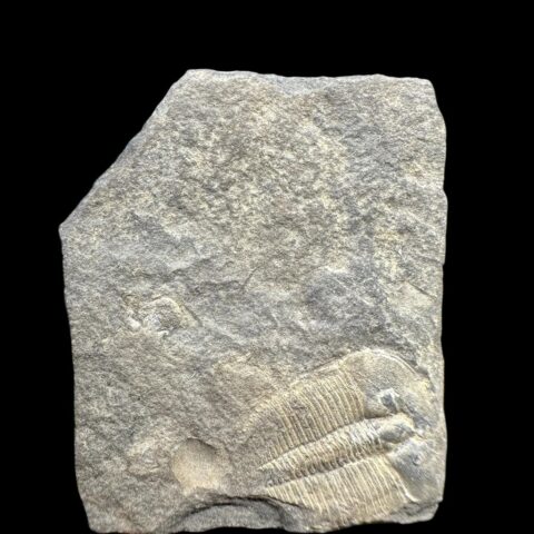 Trilobit Aulacopleura konincki – Loděnice, ČR