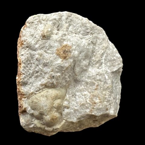 Trilobit Bojoscutellum Paliferum – Plešivec, ČR