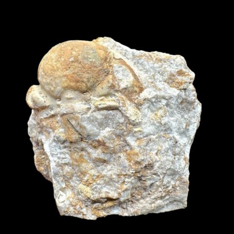 Trilobit Kainops Veles – Měňany, ČR