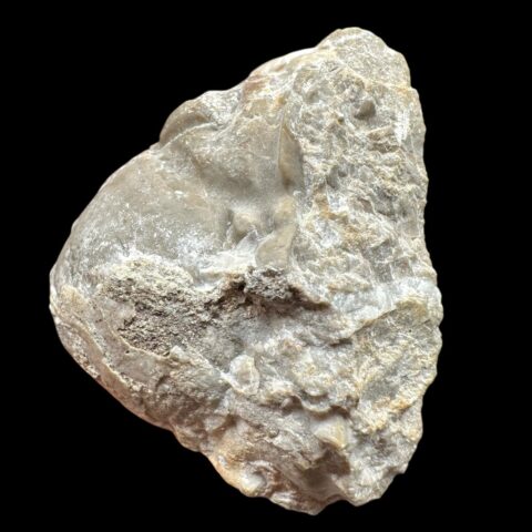 Trilobit Kainops Veles – Hájovna, Plešivec, ČR