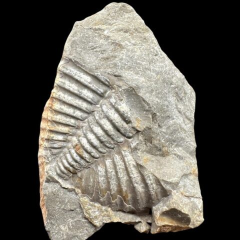 Trilobit Zlichovaspis spinifera – Zlíchov, lom Čeřinka, ČR