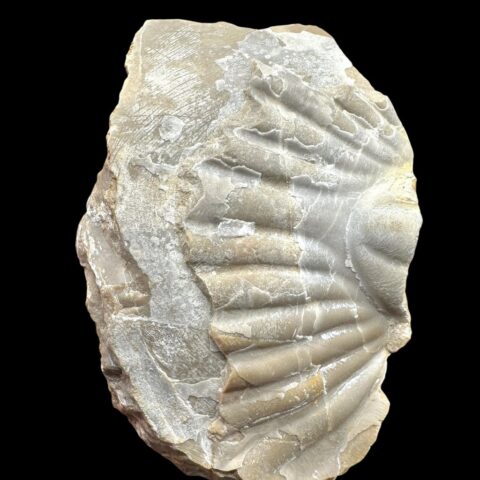 Trilobit platyscutellum – Lom Čeřinka, ČR