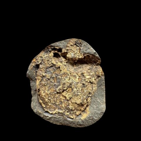 Karpoid Mitrocystites – Mýto u Rokycan, ČR