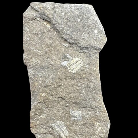 Trilobit Acanthalomina minuta – Kosov, ČR