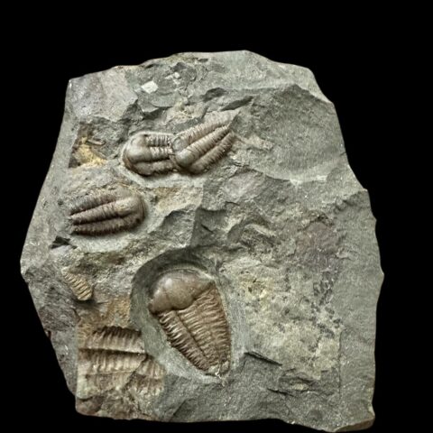 Trilobit Ellipsocephalus hoffi – Jince, ČR