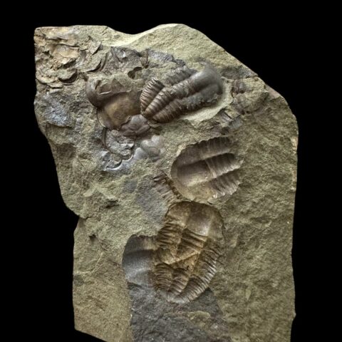 Trilobit Ellipsocephalus hoffi – Jince, ČR