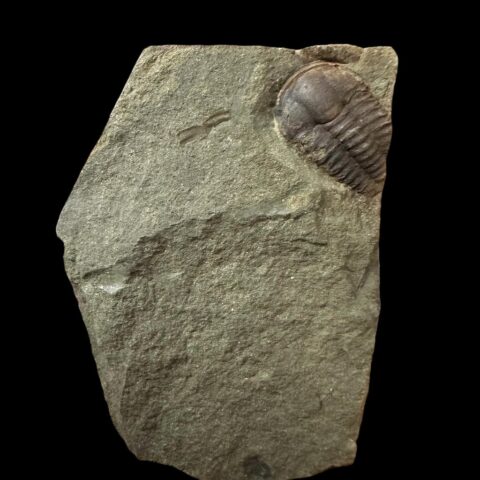 Trilobit Ellipsocephalus hoffi – Jince, ČR