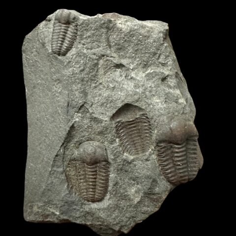 Trilobit Ellipsocephalus hoffi – Jince, ČR