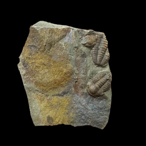 Trilobit Ellipsocephalus hoffi – Jince, ČR
