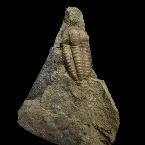 Trilobit Ellipsocephalus hoffi – Jince, ČR