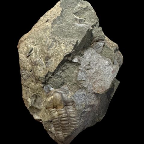 Trilobit Ellipsocephalus hoffi – Jince, ČR