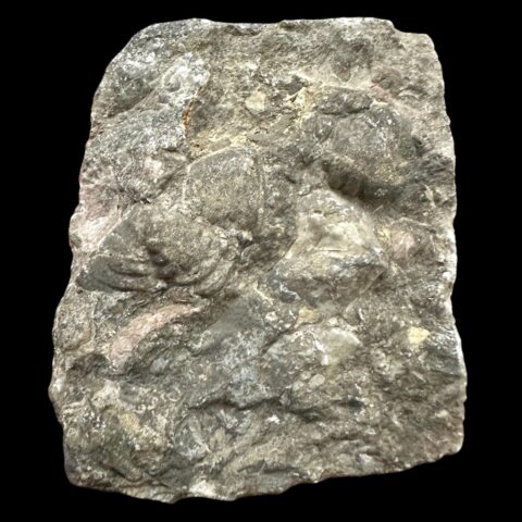 Trilobit Diacalymene diademata – Svatý Jan, Motol, ČR