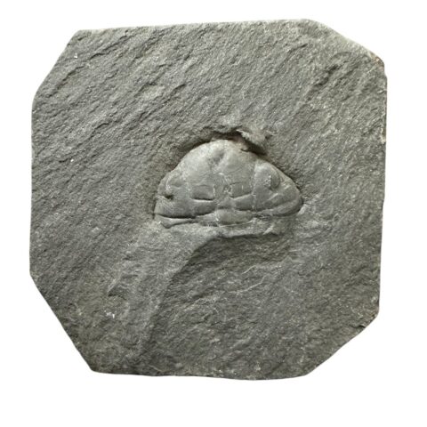Trilobit Phacopidina quadrata – Brumlovka, Praha, ČR