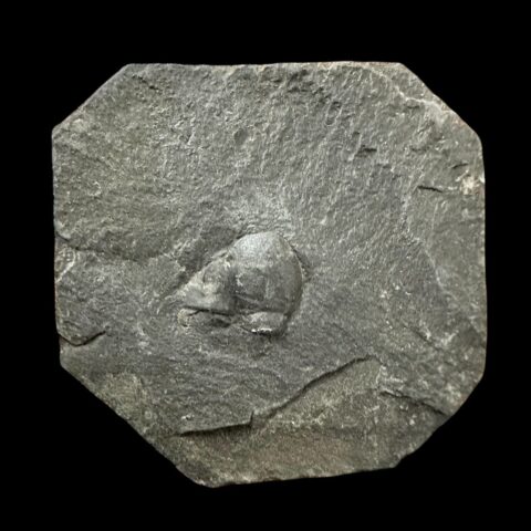 Trilobit Sokhretia solitaria – Brumlovka, Praha, ČR