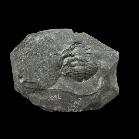 Trilobit Sokhretia solitaria – Brumlovka, Praha, ČR