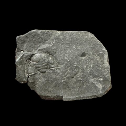 Trilobit Sokhretia solitaria – Brumlovka, Praha, ČR