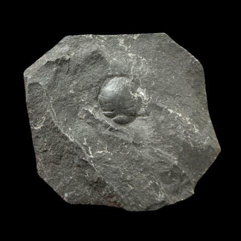 Trilobit Sokhretia solitaria – Brumlovka, Praha, ČR