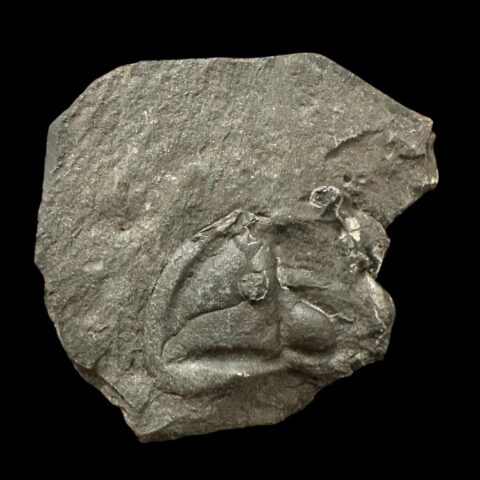 Trilobit Dalmanitina asta – Malešice, ČR