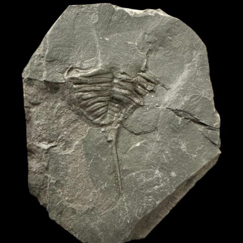 Trilobit Dalmanitina asta – Malešice, ČR