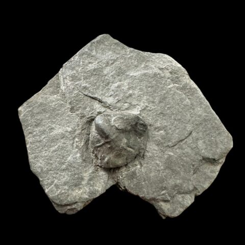 Trilobit Onnia Superba – Malešice-Halda, ČR