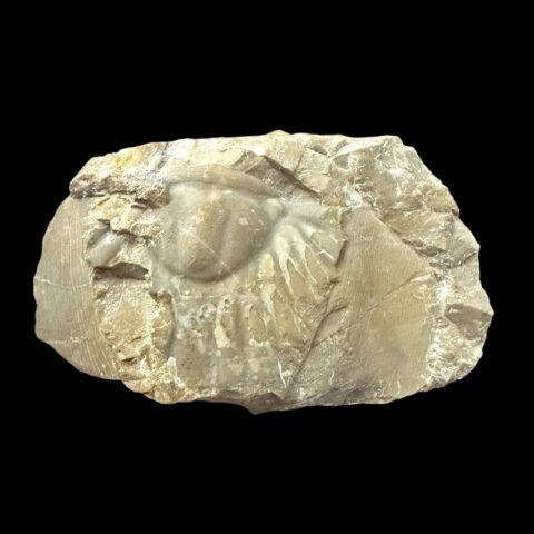 Trilobit Platyscutellum Kutorgai – Lom Čeřinka, ČR