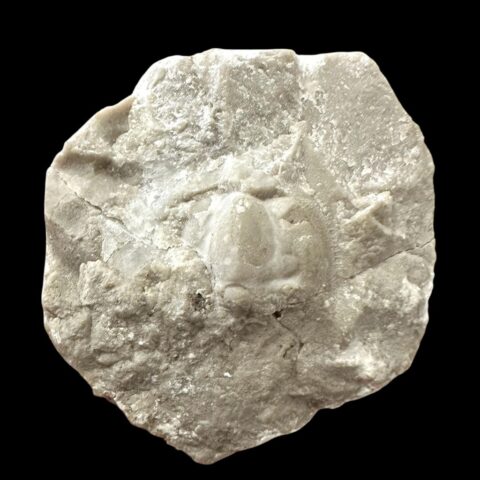 Trilobit Lioharpes venulosus – Plešivec, ČR