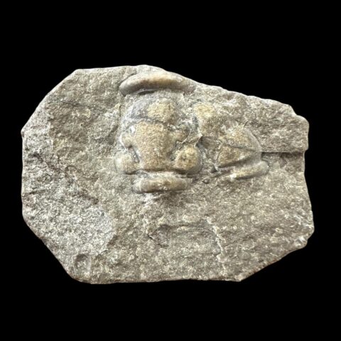 Trilobit Diacalymene diademata – Svatý Jan, Motol, ČR