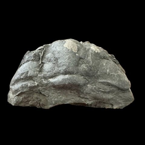 Trilobit Flexicalymene pragensis – Praha, Malešice, ČR