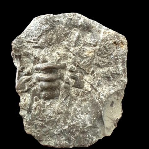 Trilobit Crotalocephalus transiens – Přídolí Kosov-Jarov, ČR