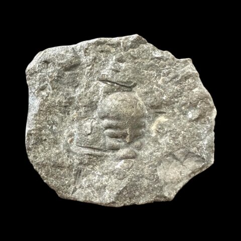 Trilobit Cheirurus insignis – Svatý Jan, Motol, ČR