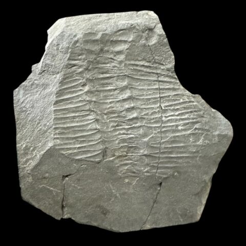 Trilobit Eudolatites angelini – Harfa-Brumlovka, Praha, ČR