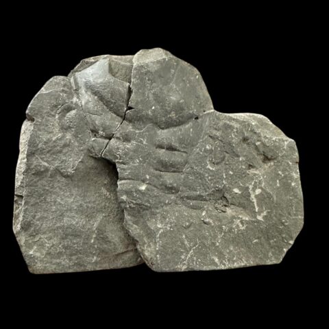 Trilobit Eudolatites – Praha, Pankrác ČR